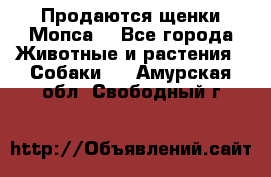 Продаются щенки Мопса. - Все города Животные и растения » Собаки   . Амурская обл.,Свободный г.